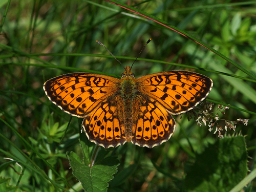 Lesser Marbled Fritillary