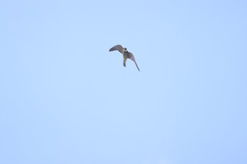 Eurasian Hobby