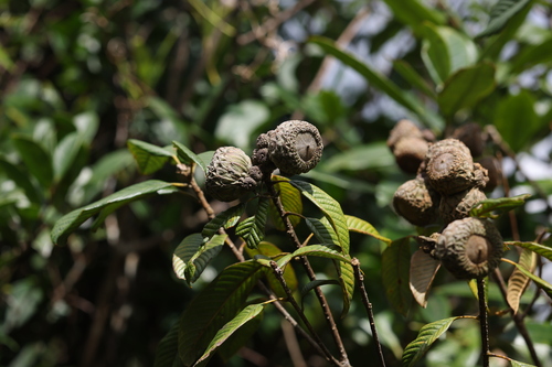 Lithocarpus uvariifolius ellipticus