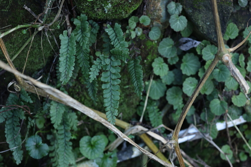 Filmy Maidenhair
