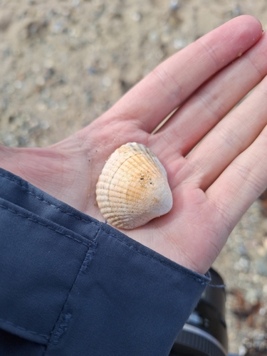 Cerastoderma edule