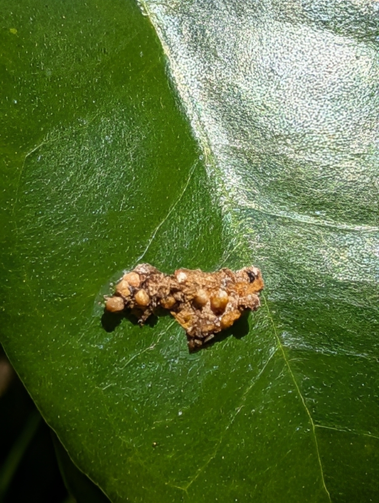 What kind of slime is this? It occurs on plant leaves. Vomit? Ejecta ...