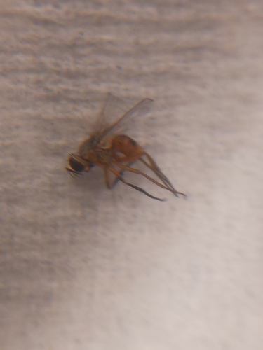 Unknown species found near Downtown, Indianapolis, IN, USA