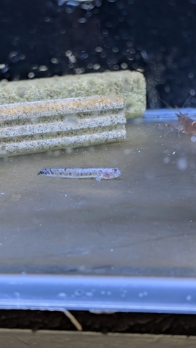 Elongate Mudskipper