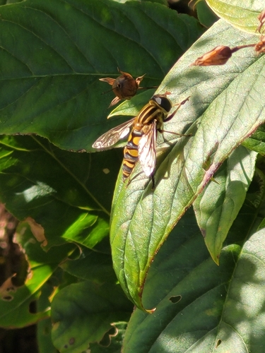 Unknown species found near Mound View, Cedar Rapids, IA 52402, USA