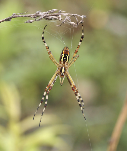 Wasp Spider