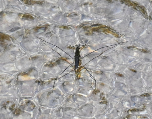lake pondskater