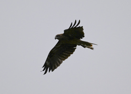 Black-eared Kite