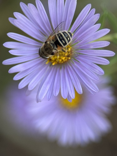 Unknown species found near W Maude Ave, Arlington Heights, IL, US