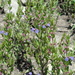 Scutellaria parvula leonardi - Photo (c) Daniel Carter, όλα τα δικαιώματα διατηρούνται, uploaded by Daniel Carter