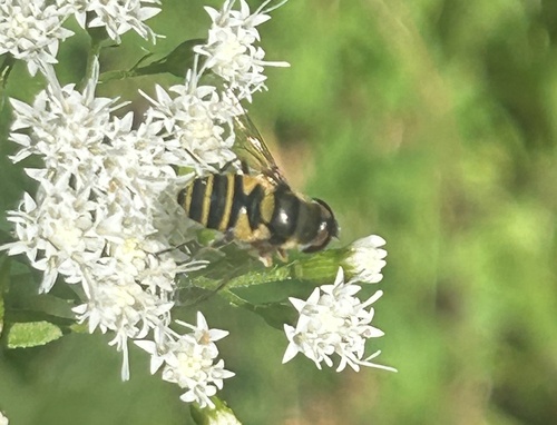 Unknown species found near Radnor Lake State Park, Oak Hill, TN, US