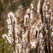 Andropogon glomeratus - Photo (c) tex_66, all rights reserved, uploaded by tex_66