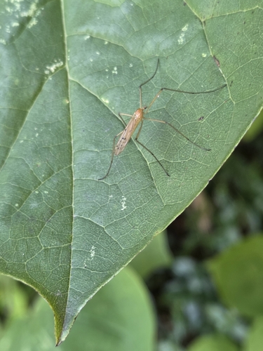 Unknown species found near West Main HIll, Kalamazoo, MI, USA
