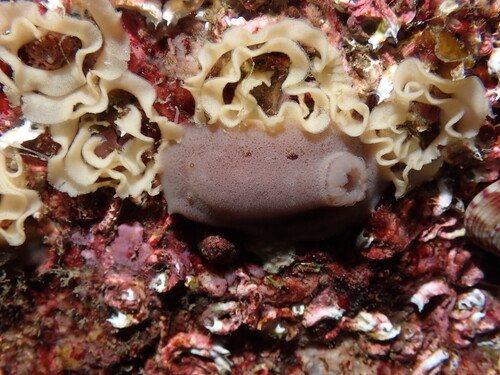 Jorunna tomentosa