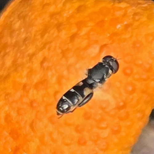 Unknown species found near Morristown, Tennessee, EE. UU.