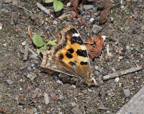 Compton Tortoiseshell