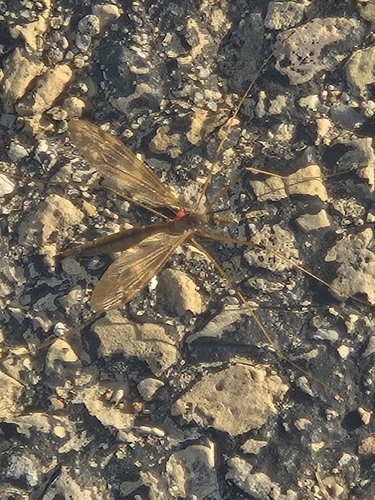 Unknown species found near Knollwood, IL 60044, USA