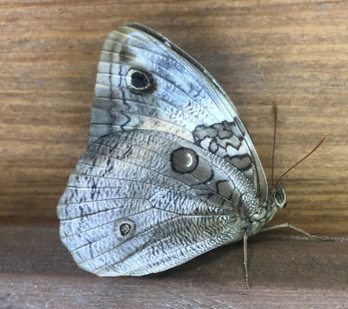 Split-banded Owl-Butterfly