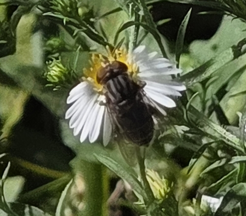 Unknown species found near Morristown, Tennessee, EE. UU.