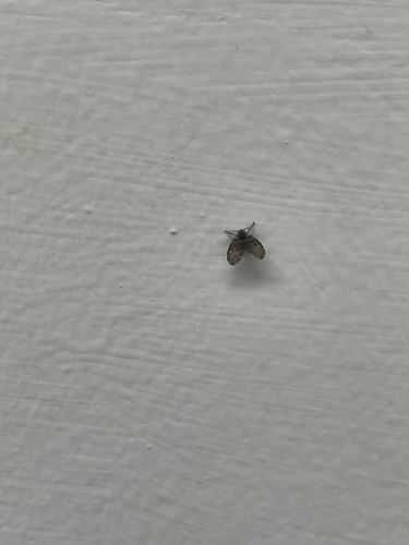 Unknown species found near Mercer Rd, Lexington, KY, US