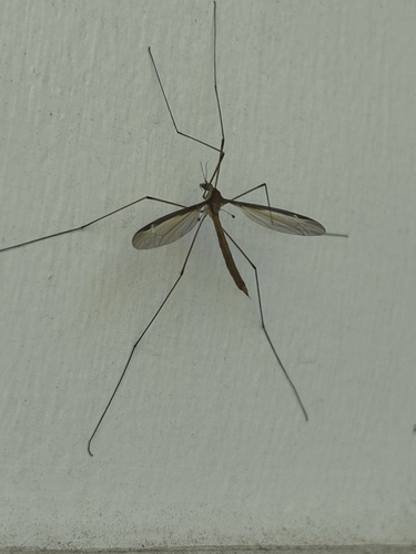 Unknown species found near Maria Ave, Cincinnati, OH, US