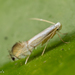 Citrus Leafminer - Photo (c) Alice Abela, all rights reserved