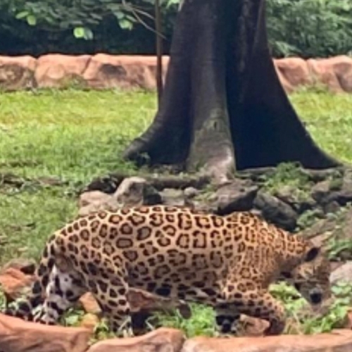 Jaguar