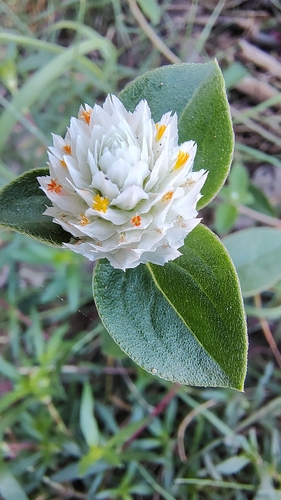 Gomphrena Weed (Gomphrena serrata)