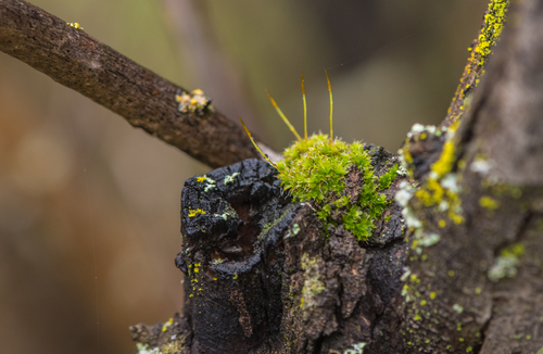 iNaturalist observation photo of Wall Screw-moss