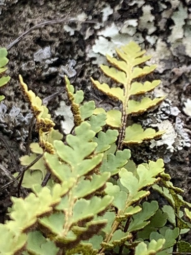 Barn Fern (Asplenium haughtonii)
