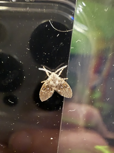 Unknown species found near Missouri Southern State University, Joplin, MO, US