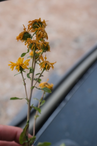Curlycup Gumweed