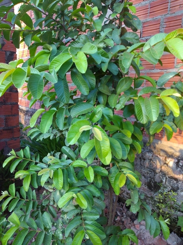 Common guava