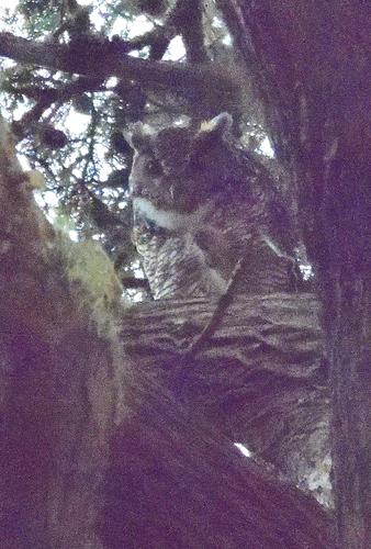 View observation of {o.common_name} on iNaturalist