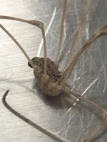Trachyrhinus marmoratus