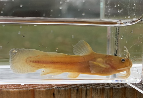 Tadpole Madtom