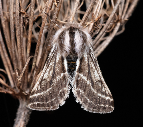 Belted Beauty Moth