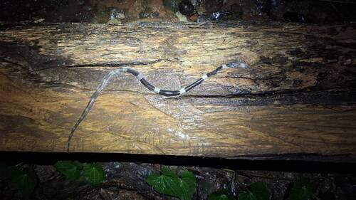 Indochinese Banded Wolf Snake