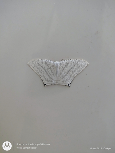 Grey Swallowtail Moth