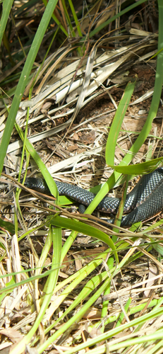 Red-bellied Black Snake sighting