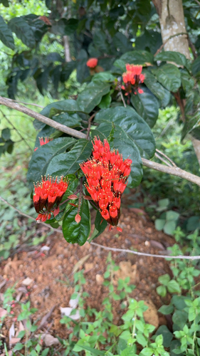 Combretum grandiflorum
