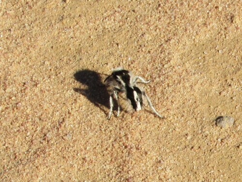 Leucospilomutilla cerbera