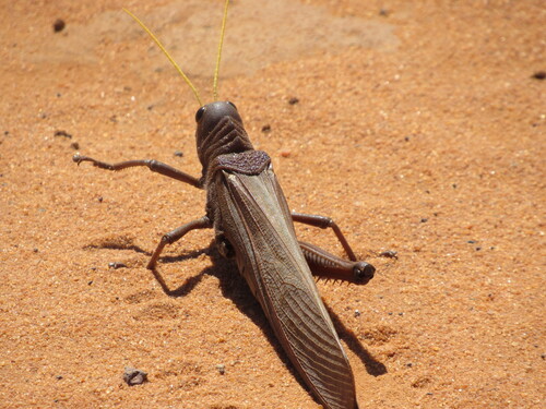 Violet-winged Grasshopper