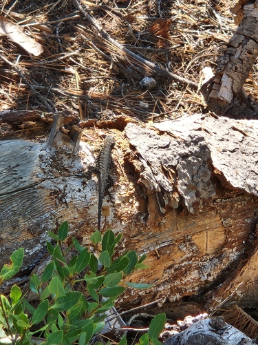 iNaturalist observation photo of Spiny Lizards