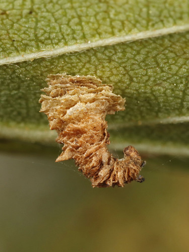 Coleophora persimplexella