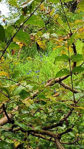 Malabar Delphinium