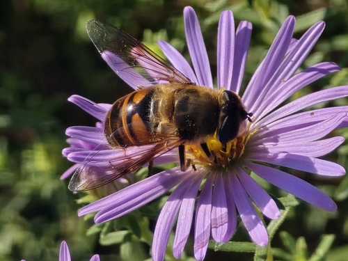 Unknown species found near Cedar Rapids, IA 52402, USA