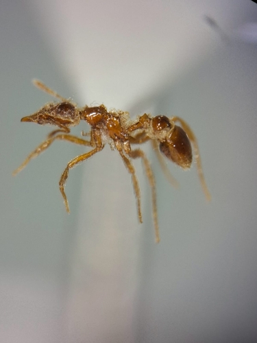 Strumigenys mirabilisStrumigenys mirabilis