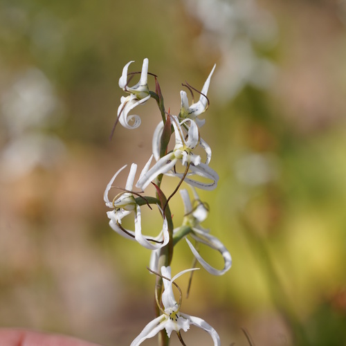 Thread Disa (Disa longipetala)