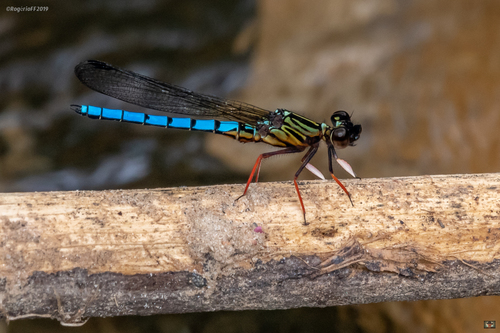 Angola Jewel
